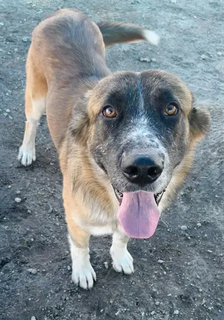 Fink - German Shepherd Dog