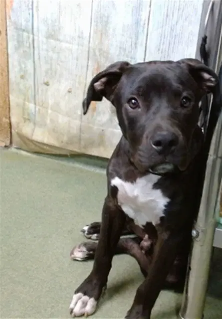 Sunz - Pit Bull Terrier
