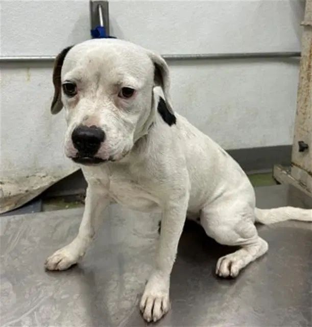 Frankie - Pit Bull Terrier