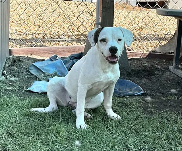 Frankie - Pit Bull Terrier