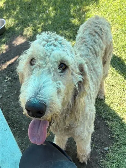 Annie - Poodle (Standard)