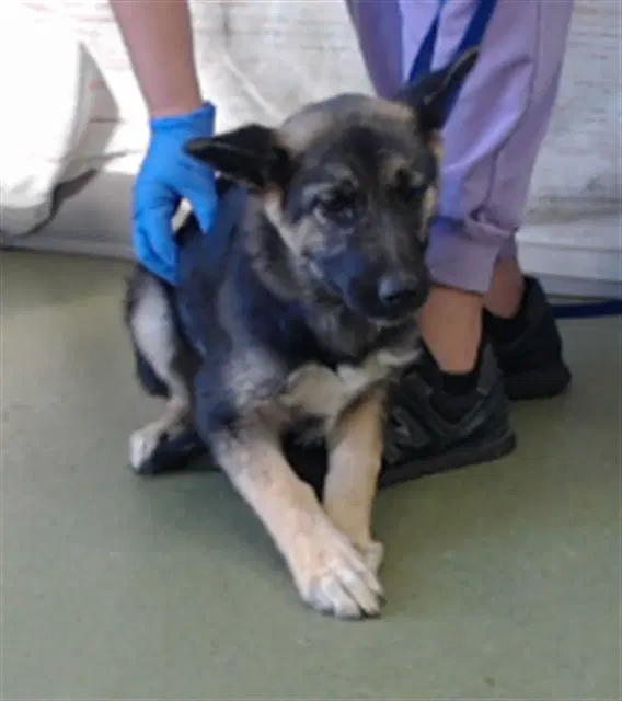 Lilac - German Shepherd Dog