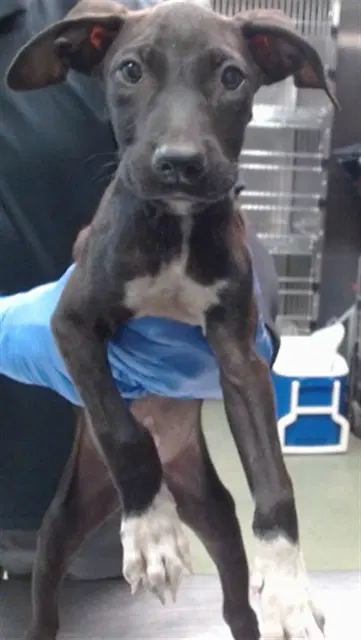 Donny - Pit Bull Terrier