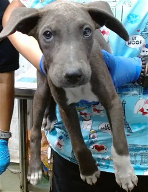 Johnny - Pit Bull Terrier