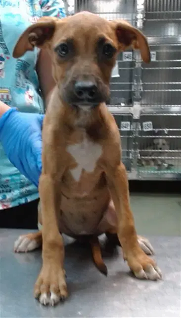 Dawnie - Pit Bull Terrier
