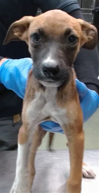 Zawnie - Pit Bull Terrier