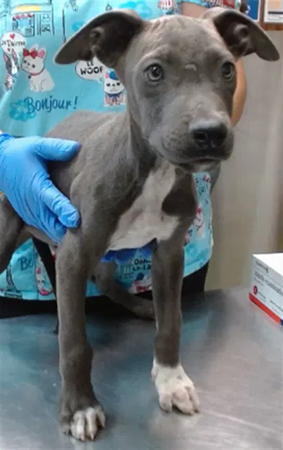 Tonnie - Pit Bull Terrier