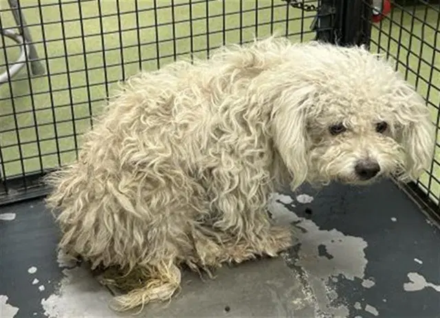 Blue - Maltese