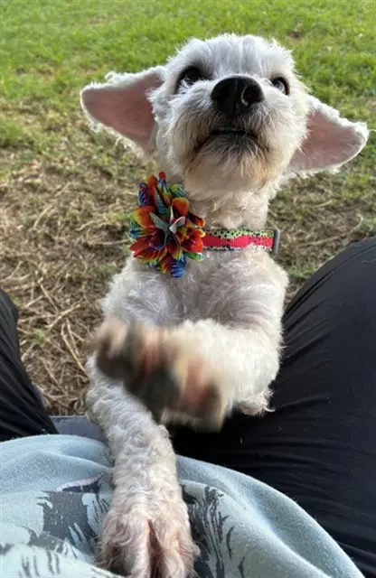 Kitty - Maltese