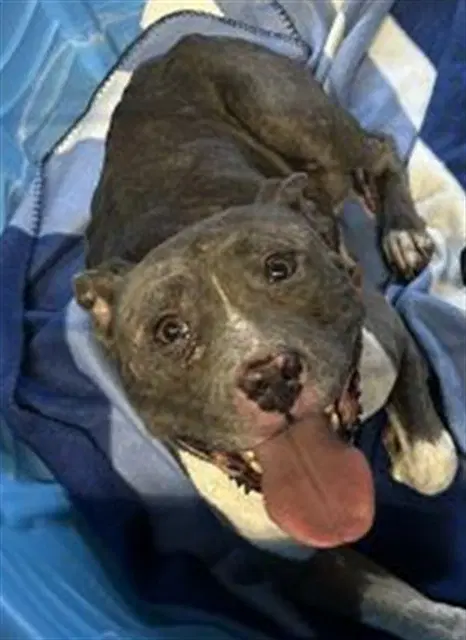 Mama Kitty - Pit Bull Terrier