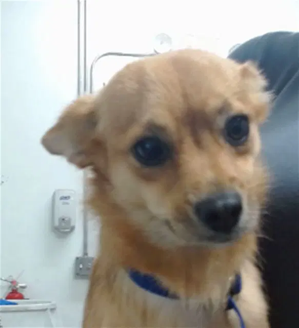 Pancake - Chihuahua