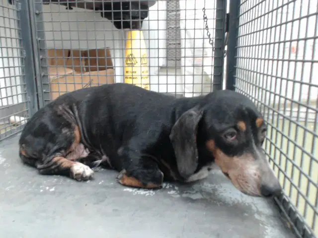 Boots - Dachshund