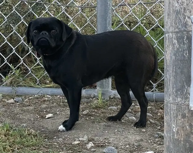 Sheila - Pug