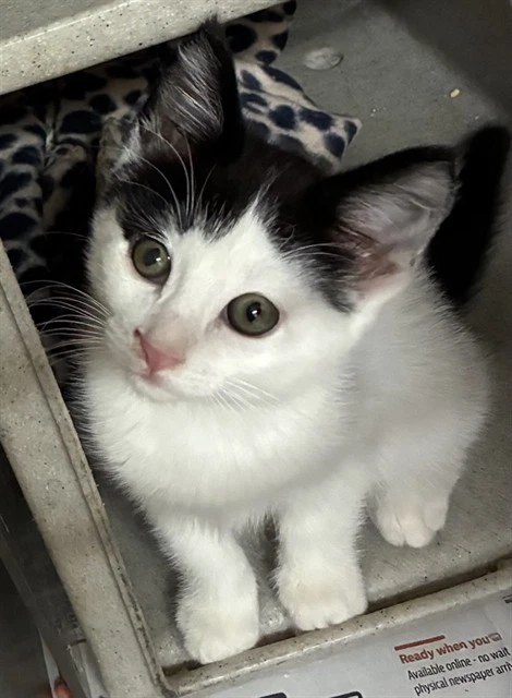 Smudge