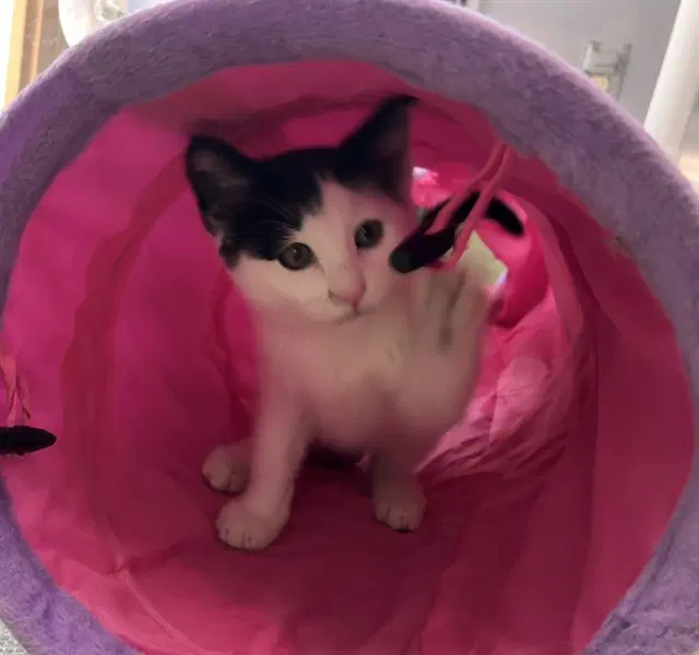 Smudge - Domestic Medium Hair