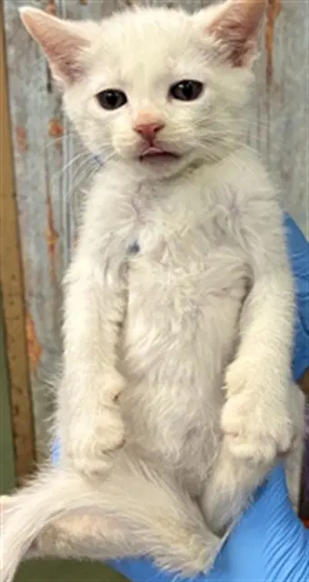 Mike - Domestic Short Hair