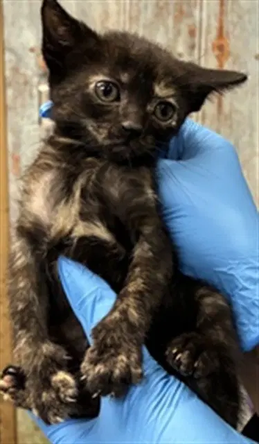 Ronda - Domestic Short Hair