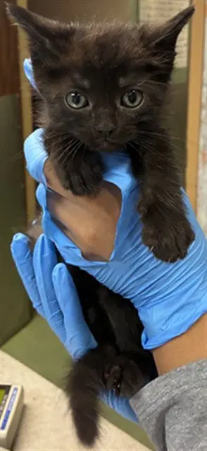 Grim - Domestic Short Hair