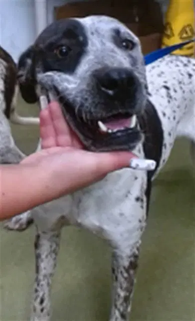 Karina - Pit Bull Terrier