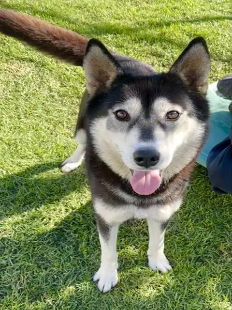 Nova - Siberian Husky