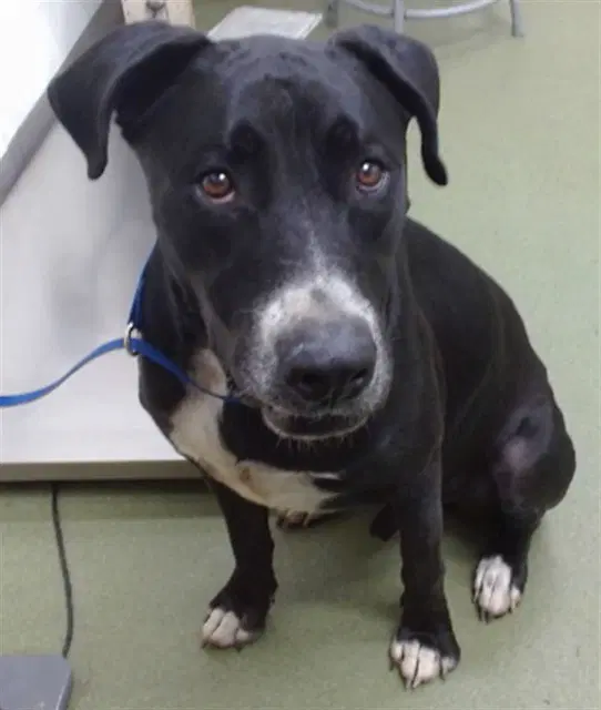 Mikey - Labrador Retriever
