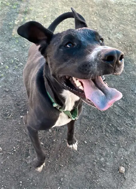 Mikey - Labrador Retriever