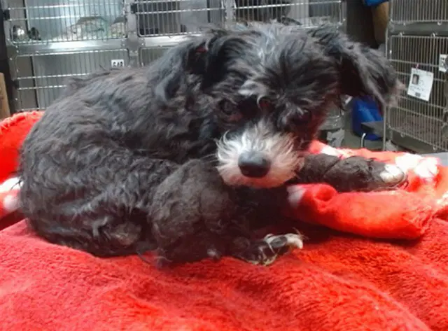 Annie - Poodle (Toy)