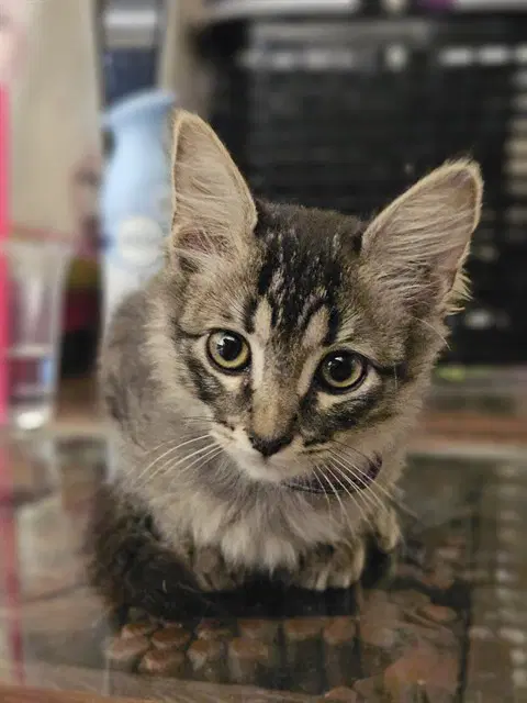 Macy Kay - Domestic Short Hair