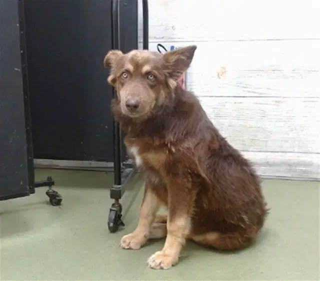 Forrest - Border Collie