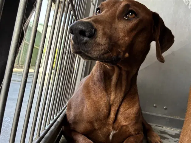 Dash - Rhodesian Ridgeback