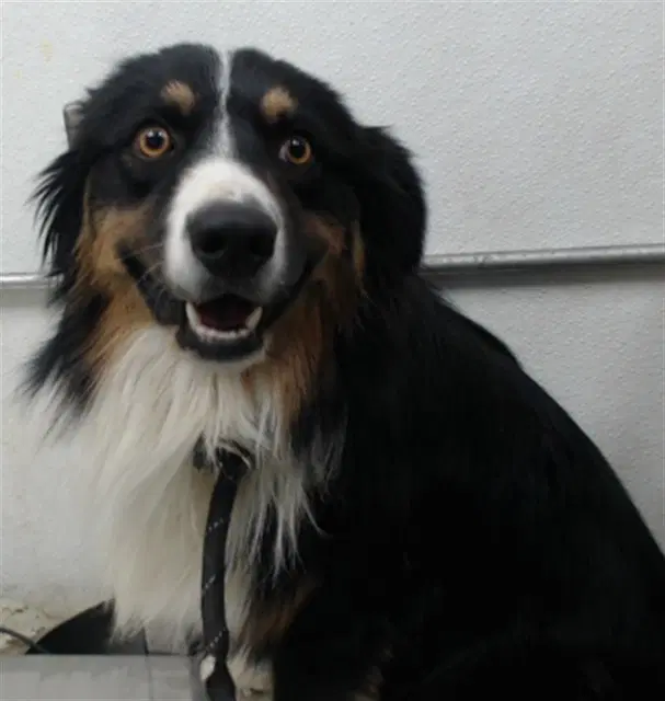 Hubert - Australian Shepherd