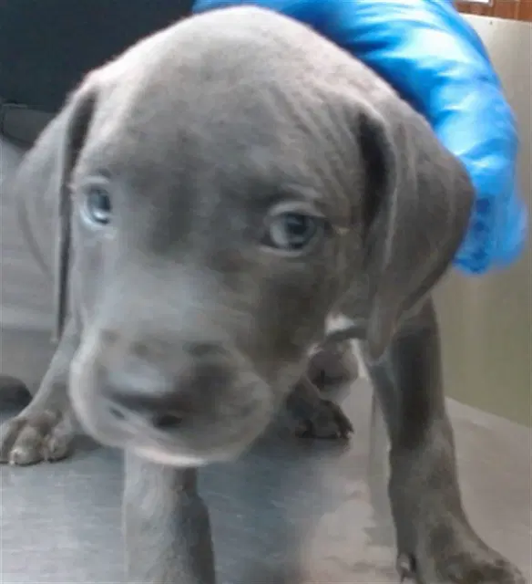 Keebler - Pit Bull Terrier