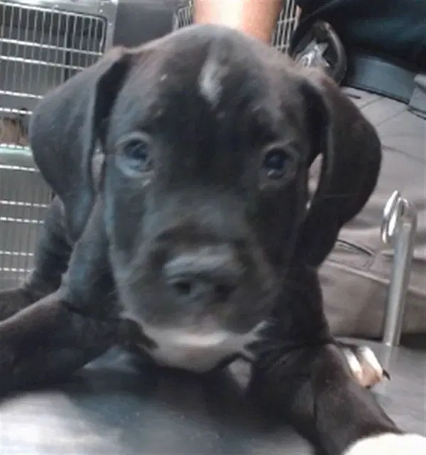 Pepperidge - Pit Bull Terrier