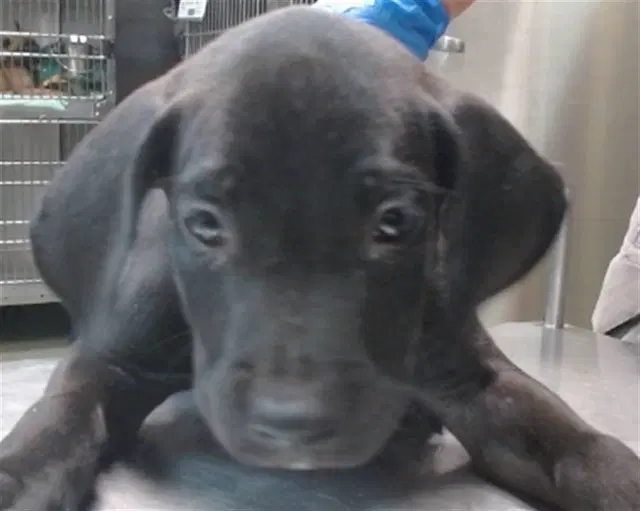 Chips Ahoy - Pit Bull Terrier