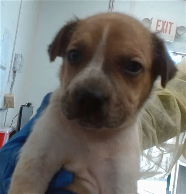 Lucky - Australian Cattle Dog/Blue Heeler