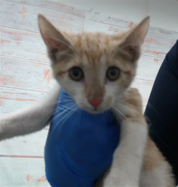 Frosty - Domestic Short Hair
