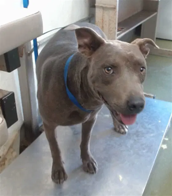 Porcini - Pit Bull Terrier