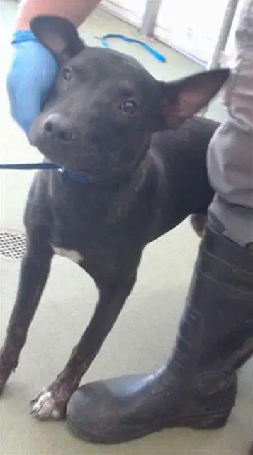 Elowyn - Pit Bull Terrier