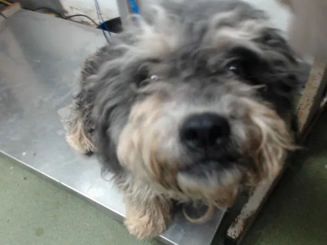Beatrice - Poodle (Toy)