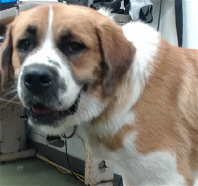 Athena - Saint Bernard