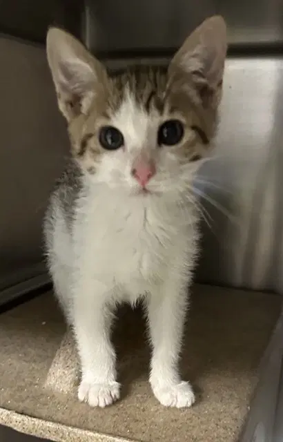 Acura - Domestic Short Hair
