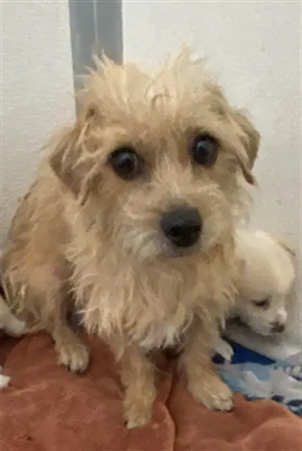 Mama Evangeline - Terrier