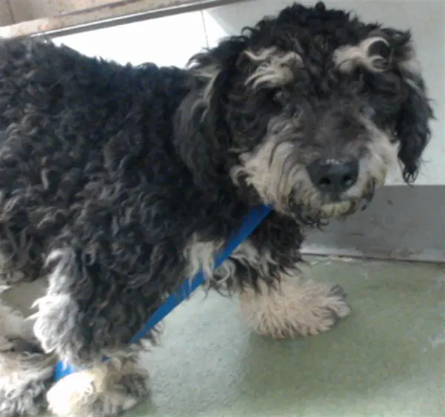 Bruce - Poodle (Miniature)