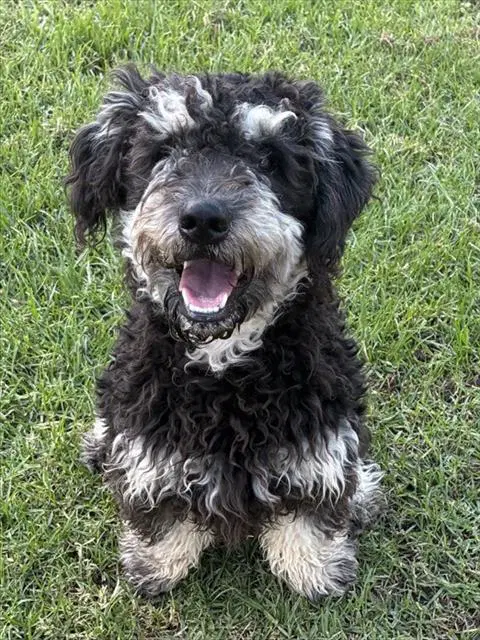 Bruce - Poodle (Miniature)