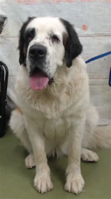 Laverne - Saint Bernard