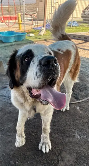 Laverne - Saint Bernard