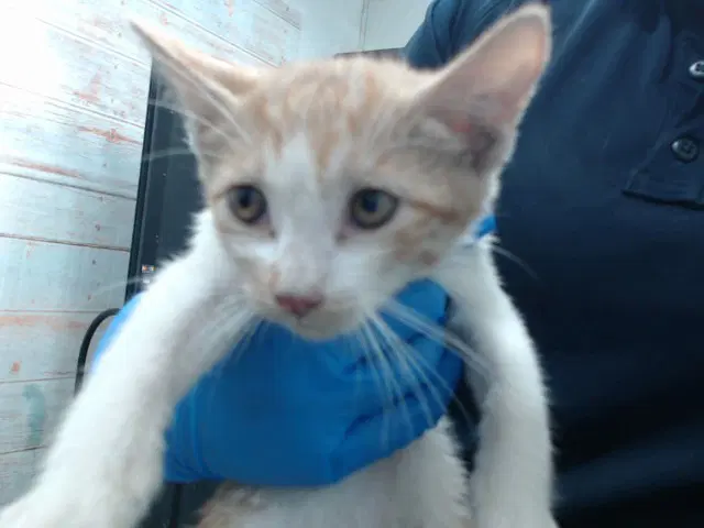 Spice - Domestic Short Hair