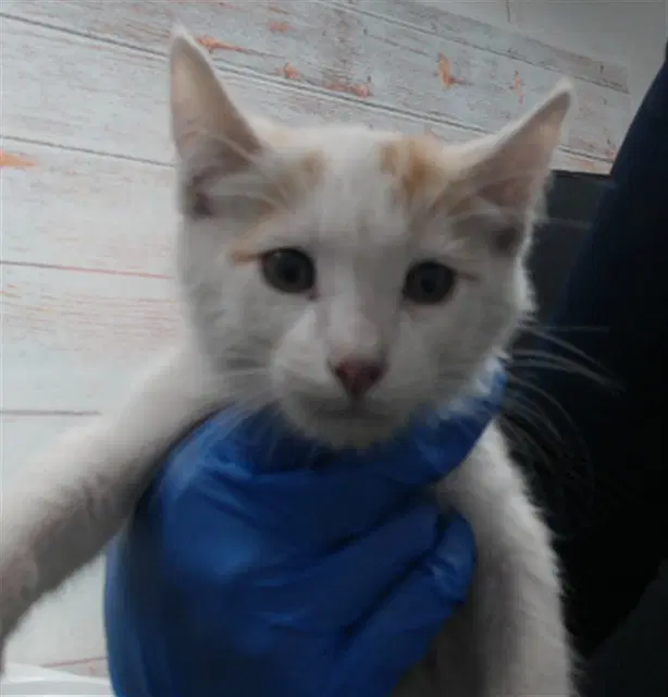 Meadow - Domestic Short Hair