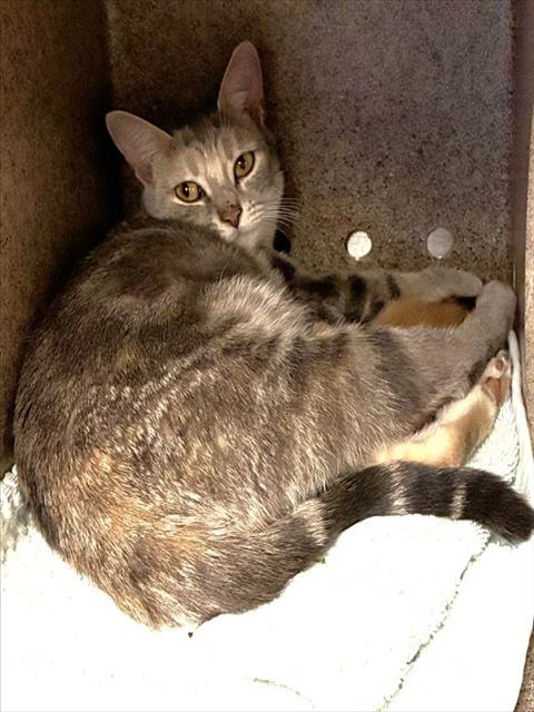 MAMA MEKIA, a cat for adoption from Devore Animal Shelter