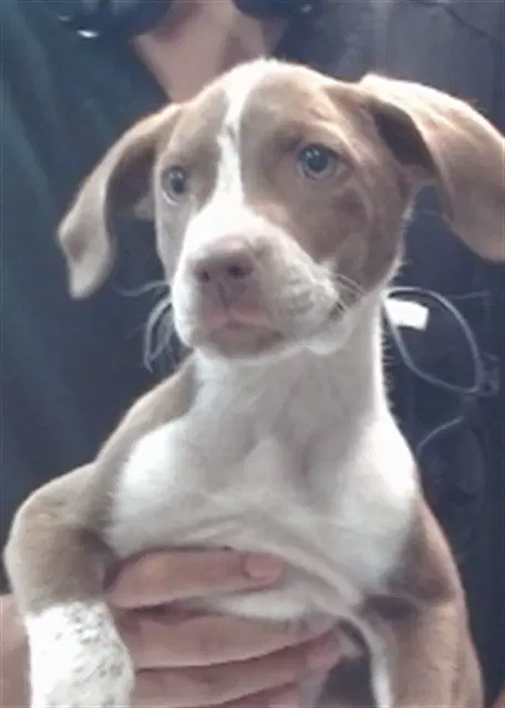 Rubin - English Pointer